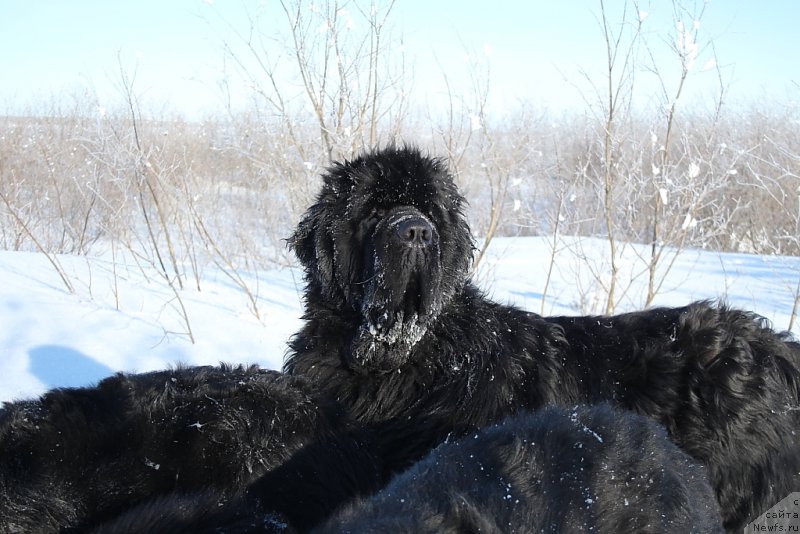 Фото: ньюфаундленд King of Helluland You Shock Me