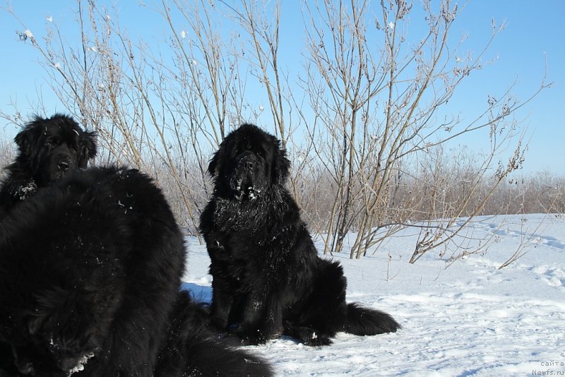 Фото: ньюфаундленд YAntarnaya Mechta (Янтарная Мечта)