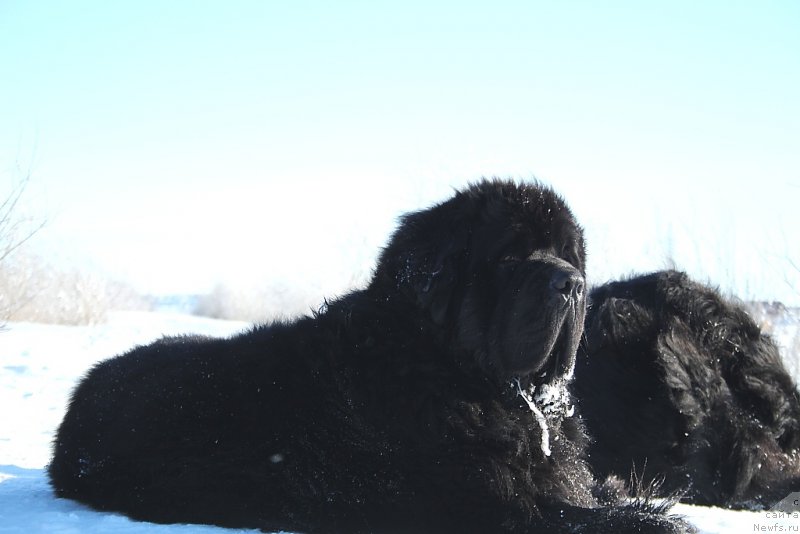Фото: ньюфаундленд Beguschaya po Volnam Zero Kool (Бегущая по Волнам Зеро Коол)