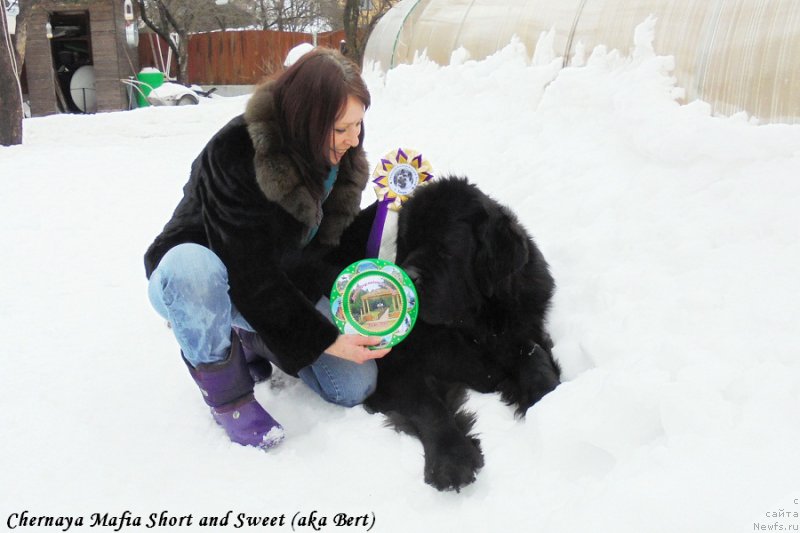 Фото: ньюфаундленд Chernaya Mafia Short and Sweet (Черная Мафия Шорт анд Свеет), Galina Linder (Галина Линдер)