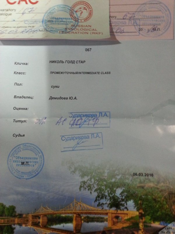 Фото: ньюфаундленд Nikol Gold Star (Николь Голд Стар)