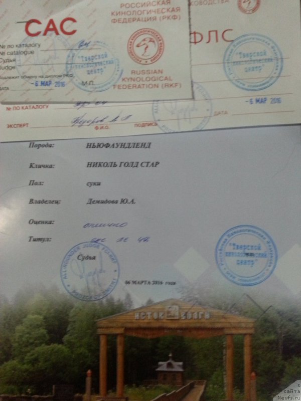 Фото: ньюфаундленд Nikol Gold Star (Николь Голд Стар)