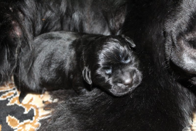 Фото: ньюфаундленд Daymond King (Даймонд Кинг)