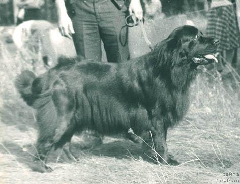 Фото: ньюфаундленд Nerisa (Нериса)