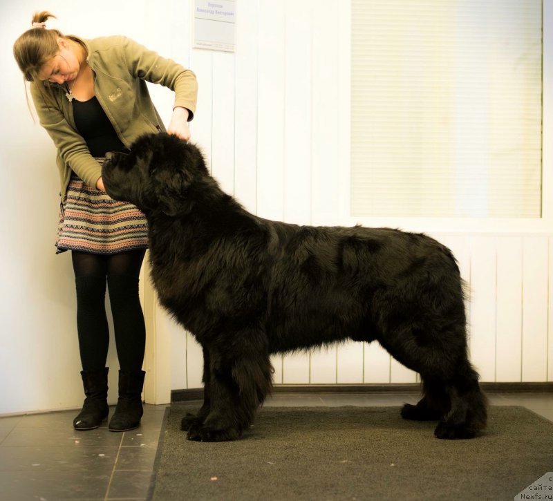 Фото: ньюфаундленд Smigar Liverpulsiy Chetvertak (Смигар Ливерпульский Четвертак)