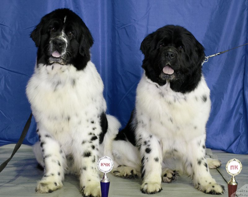 Фотография № 203110