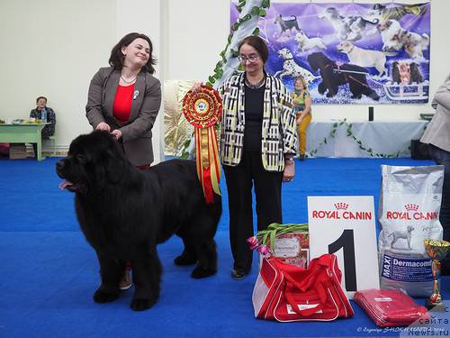 Фото: ньюфаундленд Eremey Berendey ot Sibirskogo Medvedya (Еремей Берендей от Сибирского Медведя)