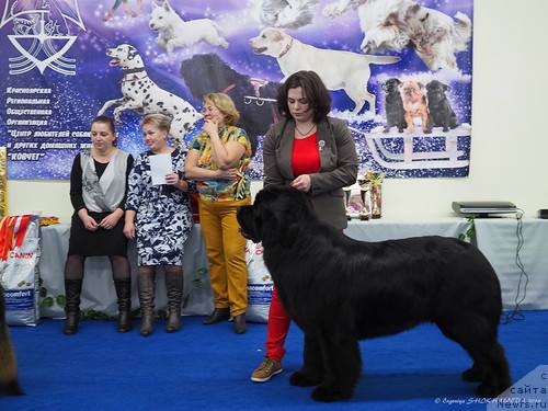Фото: ньюфаундленд Eremey Berendey ot Sibirskogo Medvedya (Еремей Берендей от Сибирского Медведя)