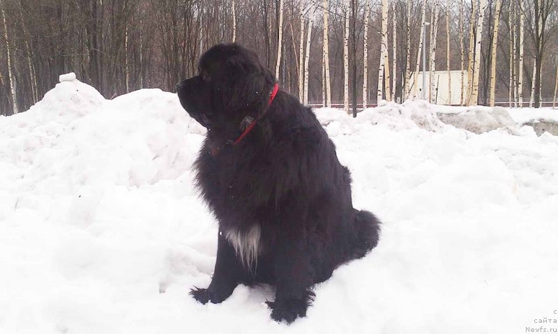 Фото: ньюфаундленд Sent Djons Gvendolin Glorius Garden (Сент Джонс Гвендолин Глориус Гарден)