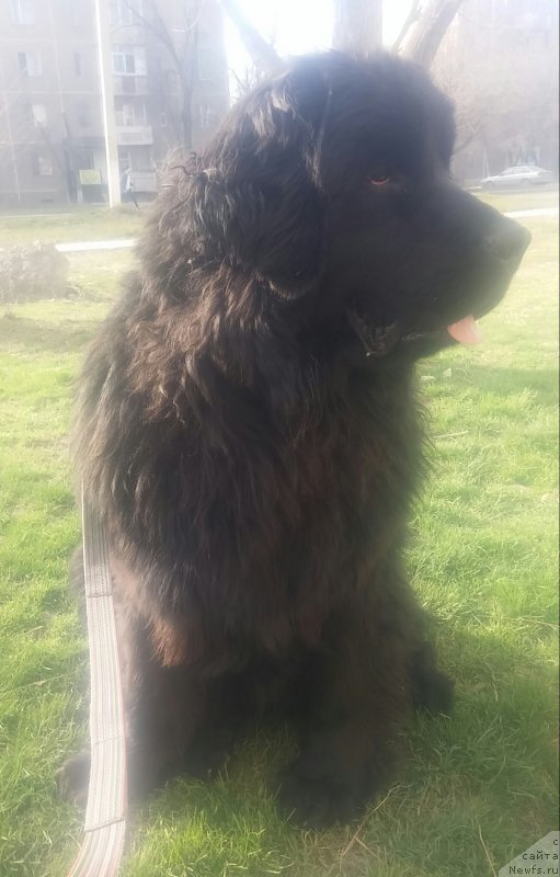 Фото: ньюфаундленд N'yufort Divnaya Diana (Ньюфорт Дивная Диана), ньюфаундленд N'yufort Divnaya Diana (Ньюфорт Дивная Диана)