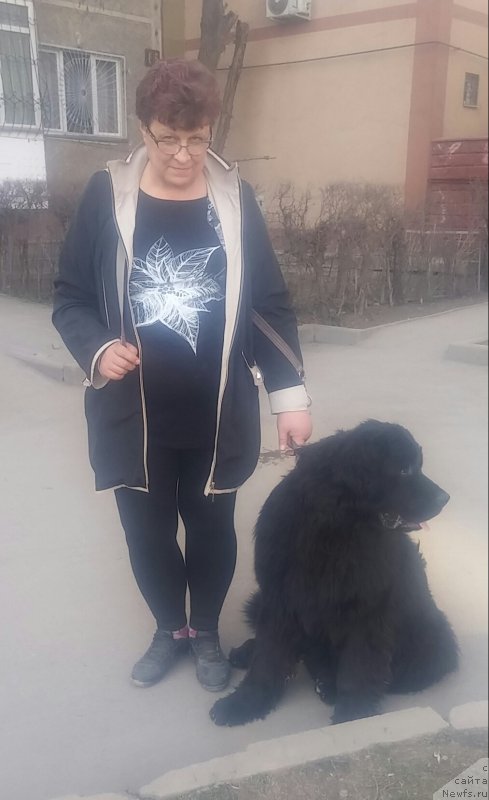 Фото: ньюфаундленд N'yufort Divnaya Diana (Ньюфорт Дивная Диана), Irina Umbetalieva (Ирина Умбеталиева)