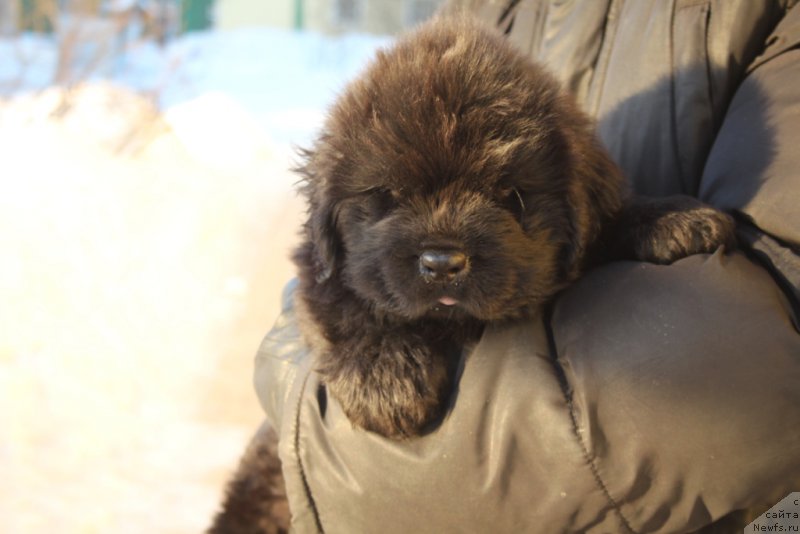 Фото: ньюфаундленд Daymond King (Даймонд Кинг)