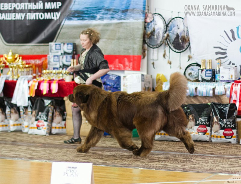Фото: ньюфаундленд Brownblood MSK Hakim Gold Haydar (Браунблад МСК Хаким Голд Хайдар)