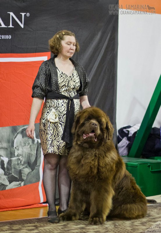 Фото: ньюфаундленд Brownblood MSK Hakim Gold Haydar (Браунблад МСК Хаким Голд Хайдар)