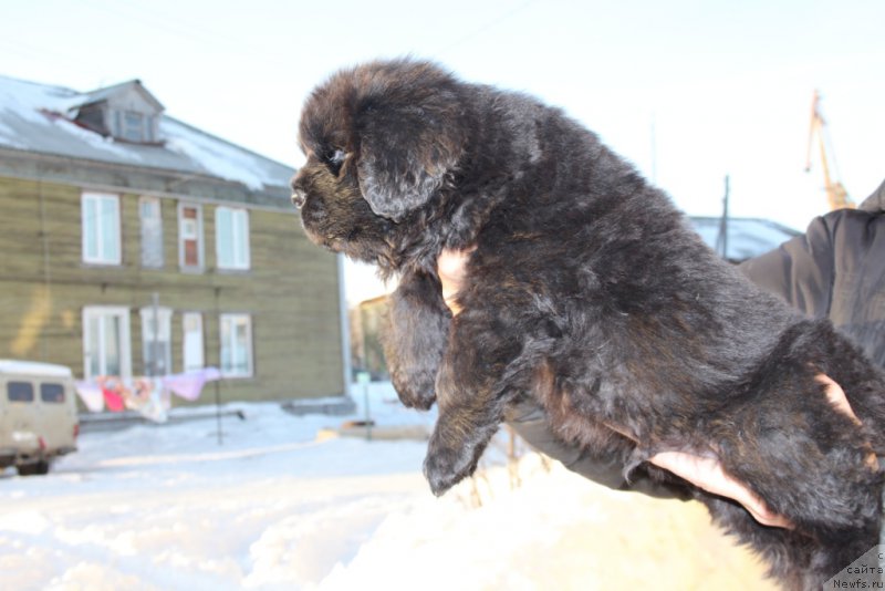 Фото: ньюфаундленд Daymond King (Даймонд Кинг)