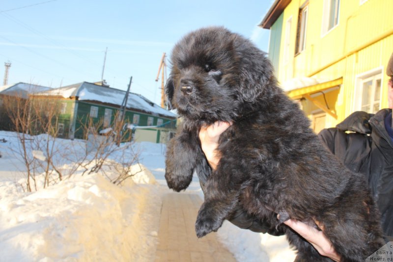 Фото: ньюфаундленд Daymond King (Даймонд Кинг)