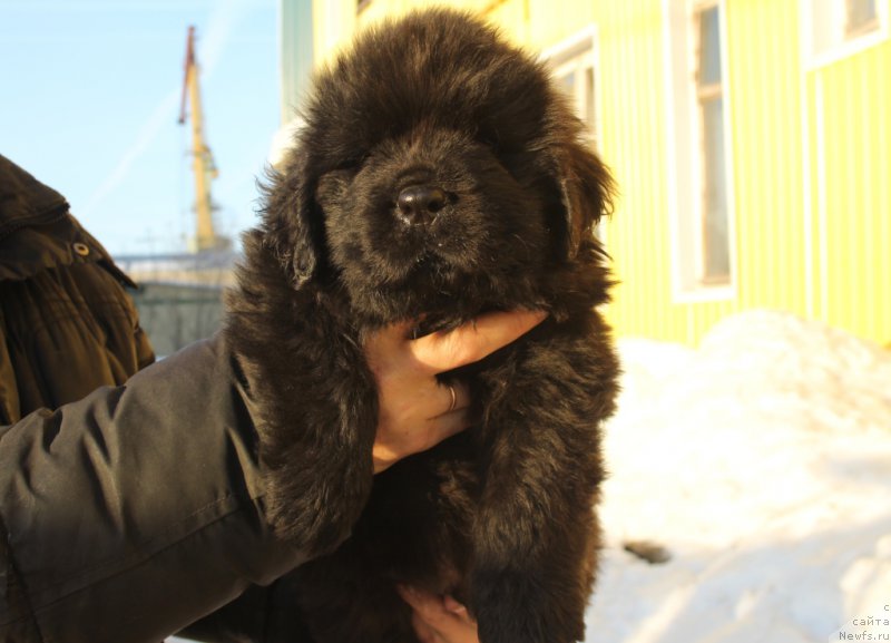 Фото: ньюфаундленд Daymond King (Даймонд Кинг)