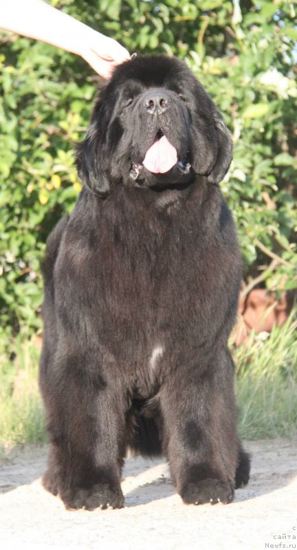 Фото: ньюфаундленд Aquatoriya Kelvin Fifa (Акватория Келвин Фифа)