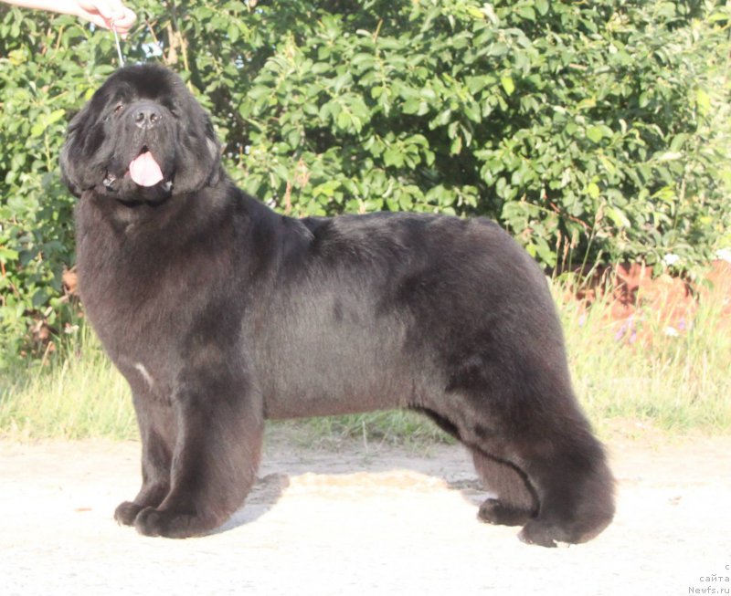 Фото: ньюфаундленд Aquatoriya Kelvin Fifa (Акватория Келвин Фифа)