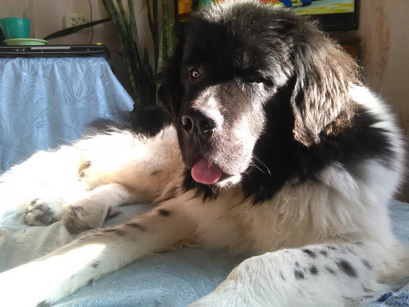 Фото: ньюфаундленд Gordon Ing'l Perikl'z from Rashn Bear (Гордон Инг'л Перикльз фром Рашн Беар)