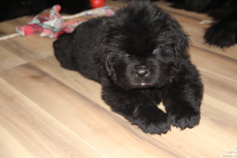 Фото: ньюфаундленд Daymond King (Даймонд Кинг)