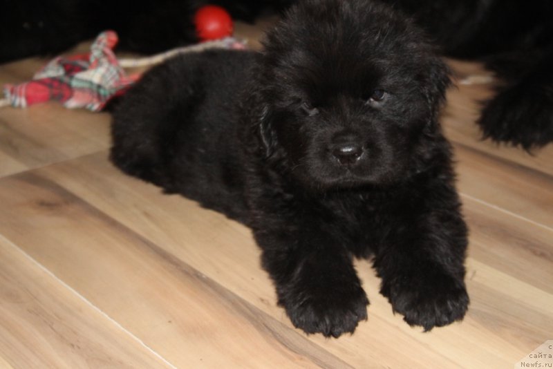 Фото: ньюфаундленд Daymond King (Даймонд Кинг)