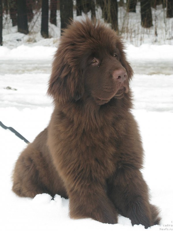 Фото: ньюфаундленд Fann'yuf Anatoliya (Фанньюф Анатолия)