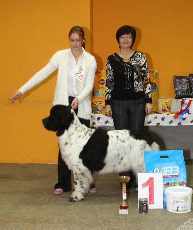 Фото: ньюфаундленд Sent Djons Viva Viktoria (Сент Джонс Вива Виктория)