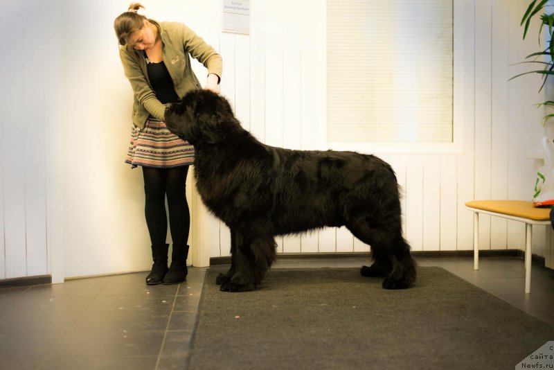 Фото: ньюфаундленд Smigar Liverpulsiy Chetvertak (Смигар Ливерпульский Четвертак)