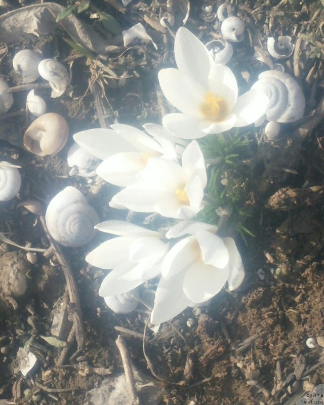 Фото: ньюфаундленд N'yufort Divnaya Diana (Ньюфорт Дивная Диана)