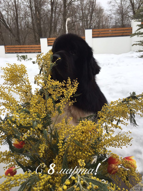 Фото: ньюфаундленд CHernyiy SHarm Vellington (Черный Шарм Веллингтон)