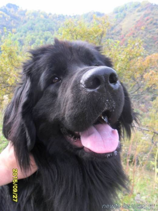 Фото: Кара Аюлар Ежевика Лесная Ягода