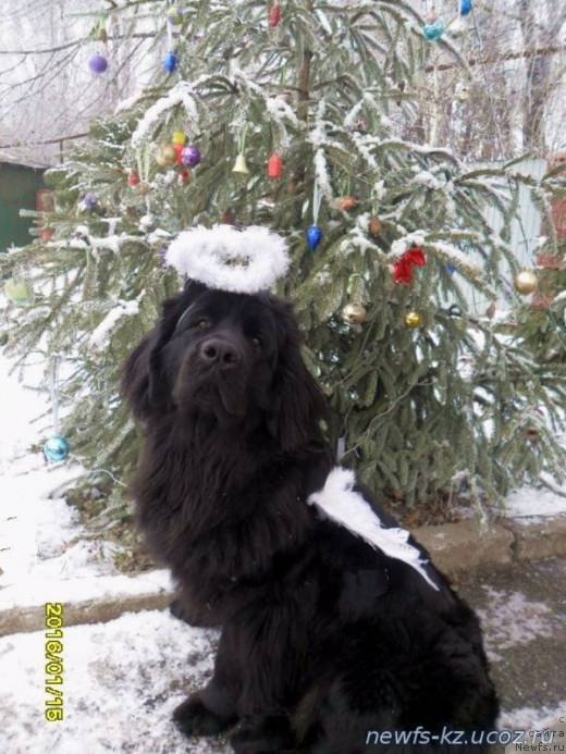 Фото: Кара Аюлар Ежевика Лесная Ягода