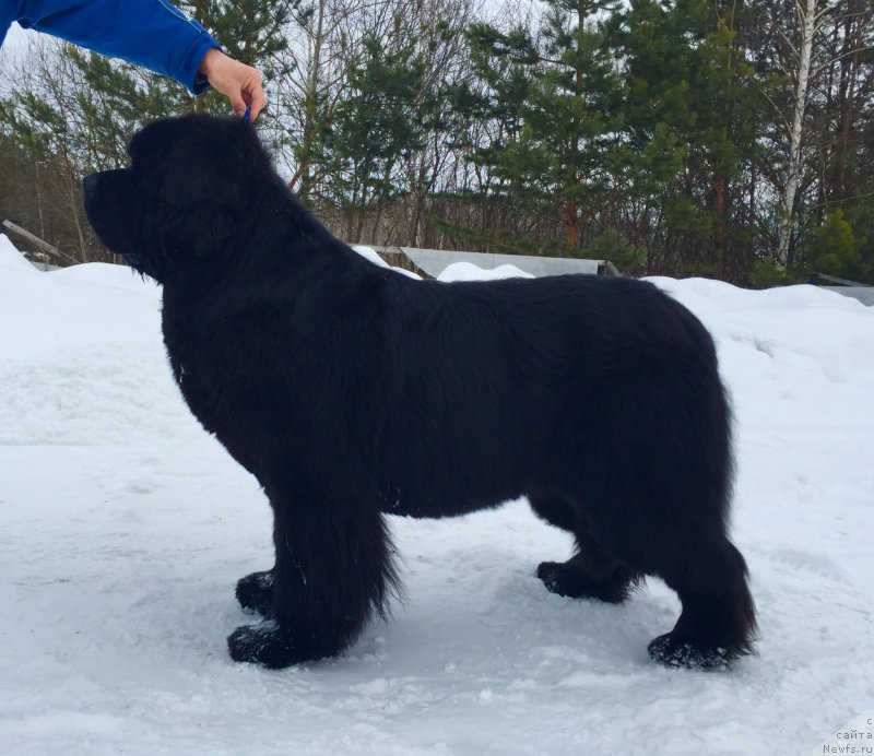 Фото: ньюфаундленд Aquatoriya Kelvin Ultimatum (Акватория Келвин Ультиматум)