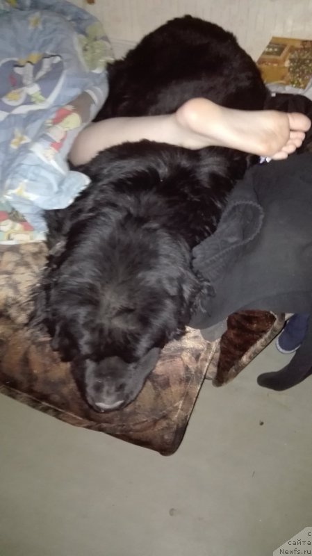 Фото: ньюфаундленд Dar Svezy Uriel Korona Borealis (Дар Свезы Юриель Корона Бореалис)