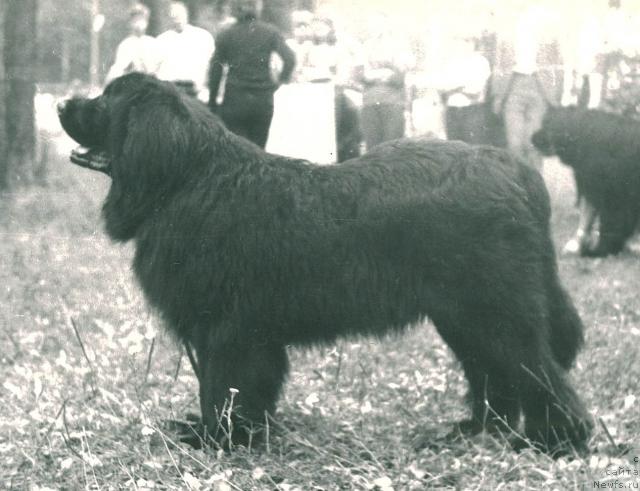 Фото: ньюфаундленд Urro (Урро)