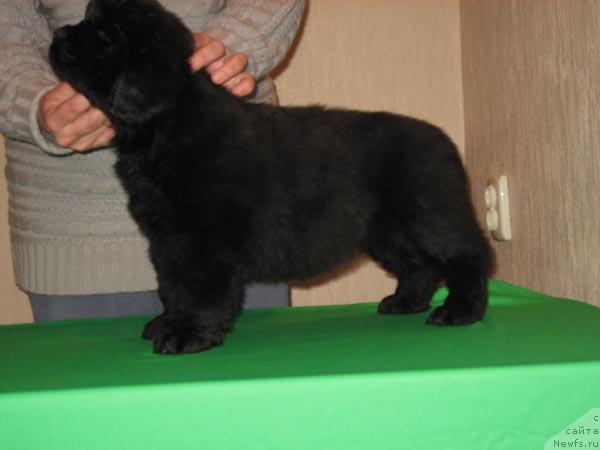 Фото: ньюфаундленд Marfysha s Berega Dona (Марфуша с Берега Дона)