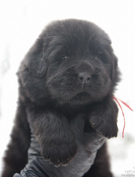 Фотография № 203200