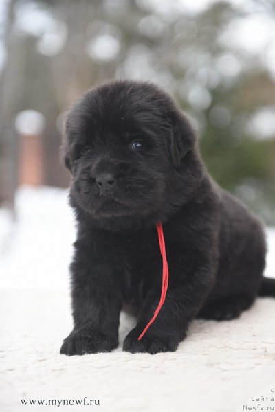 Фотография № 203202