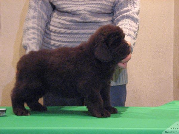 Фото: ньюфаундленд Maritsa s Berega Dona for Pchiolkin Dom (Марица с Берега Дона для Пчёлкиного Дома)