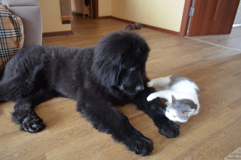 Фото: ньюфаундленд CHernyiy Balu Zahar (Черный Балу Захар), кошка: Няша
