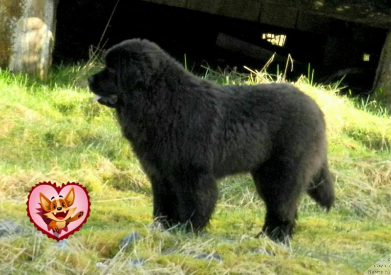 Фотография № 203217