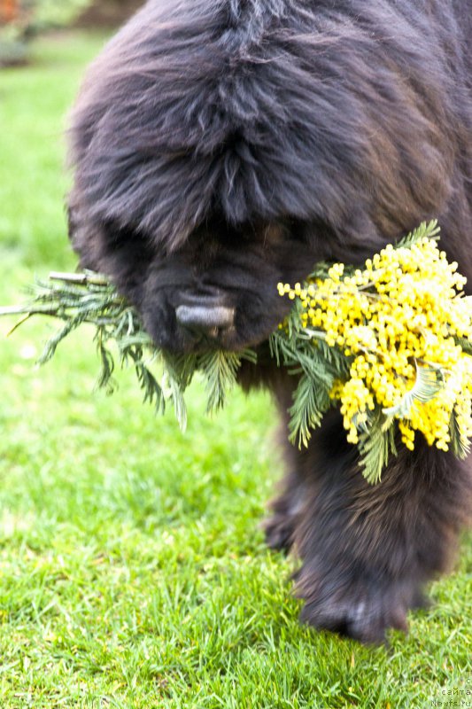 Фото: ньюфаундленд Aquatoria Kelvin Ultramodern (Акватория Келвин Ультрамодерн)