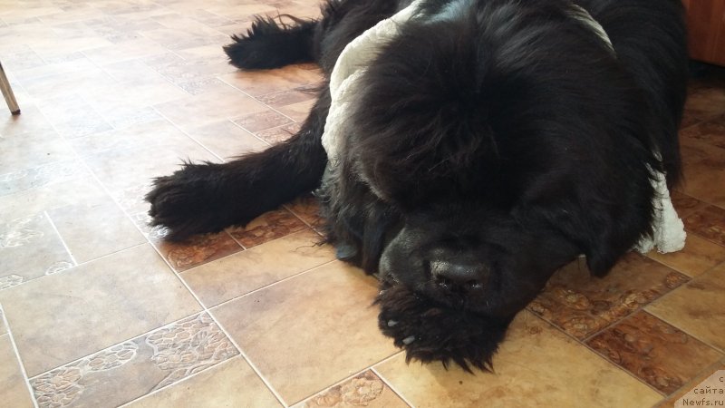 Фото: ньюфаундленд Super Premium Merlin Monro (Супер Премиум Мерлин Монро)