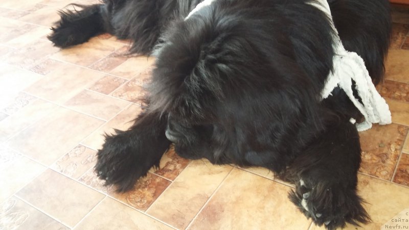 Фото: ньюфаундленд Super Premium Merlin Monro (Супер Премиум Мерлин Монро)