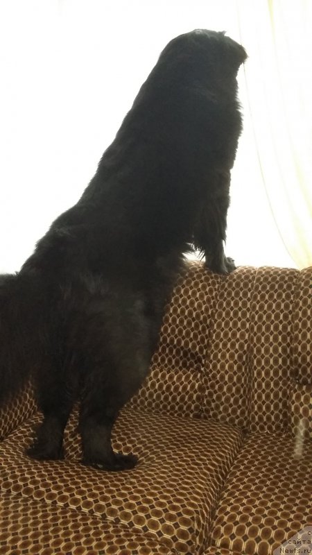 Фото: ньюфаундленд Nessi Blyek s  Lesnoy Zaimki (Несси Блэк с  Лесной Заимки)