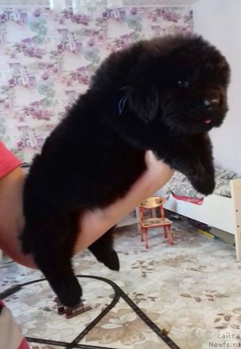 Фото: Кобель 20 дней синяя лента