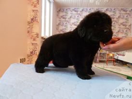 Фото: Кобель 20 дней синяя лента