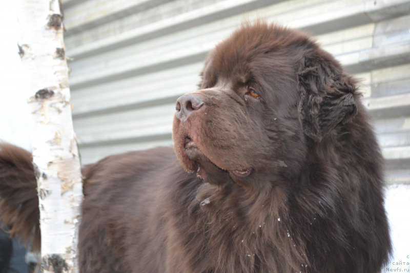 Фото: ньюфаундленд Aquatoriya Kelvin Riverdance (Акватория Келвин Риверданс)