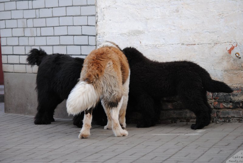 Фотография № 203244